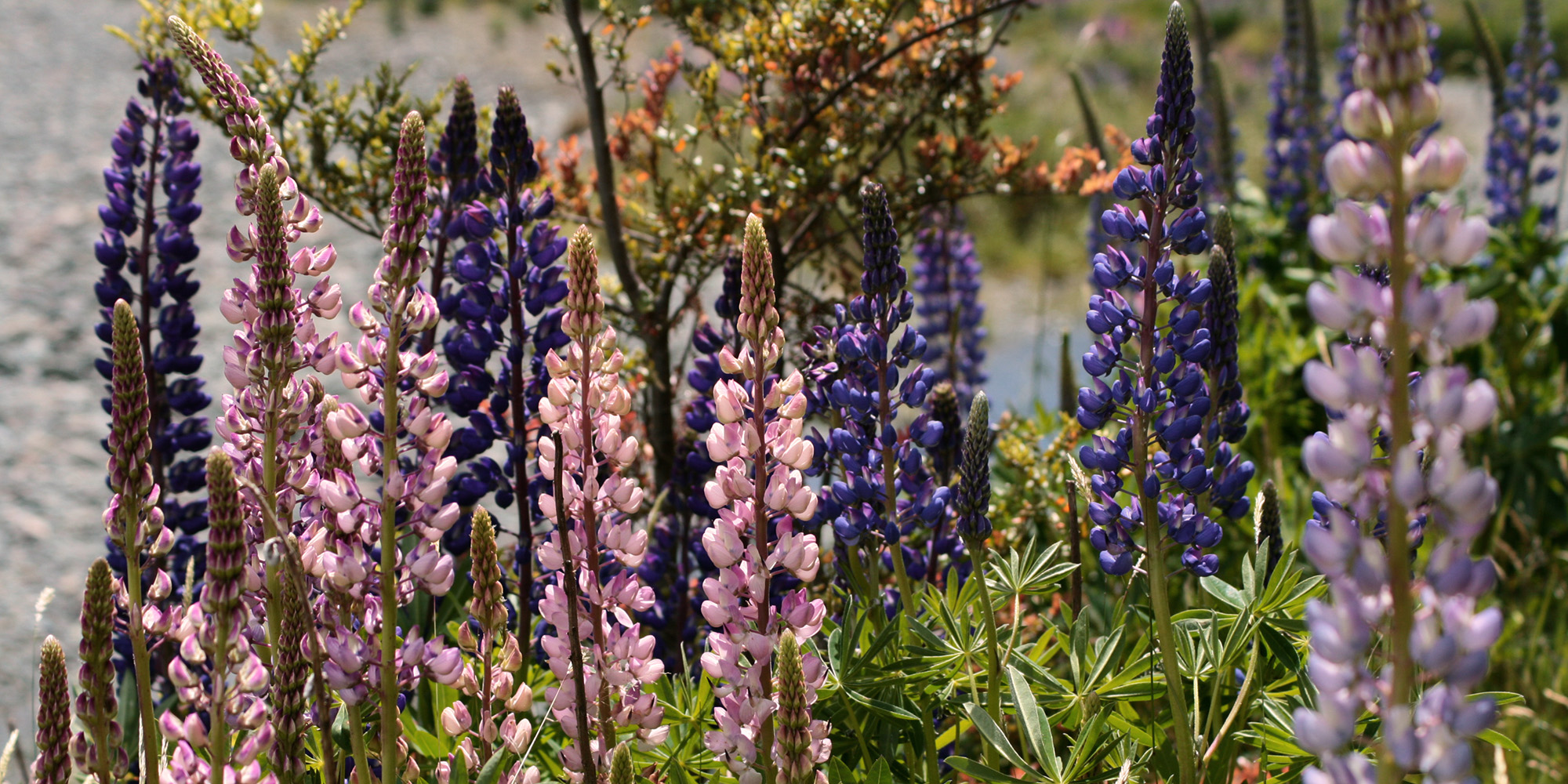 Urlaub In Neuseeland Die Ganze Schonheit Der Natur Voyemo